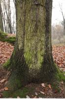 tree bark mossy 0014